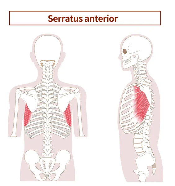 Ilustracja Anatomii Mięśnia Przedniego Serratus Boku Tyłu — Wektor stockowy