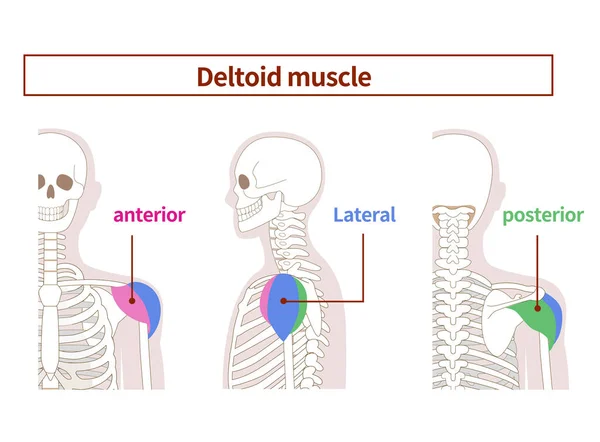 左右からのデルトイド筋の解剖図 — ストックベクタ