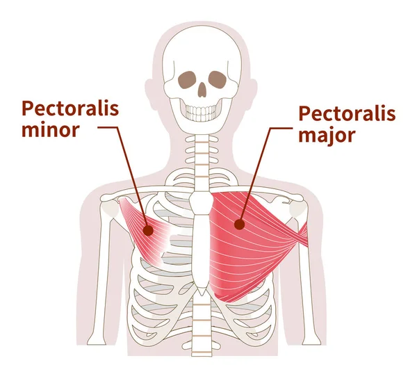 Ilustración Anatomía Del Músculo Pectoral Mayor Menor — Vector de stock