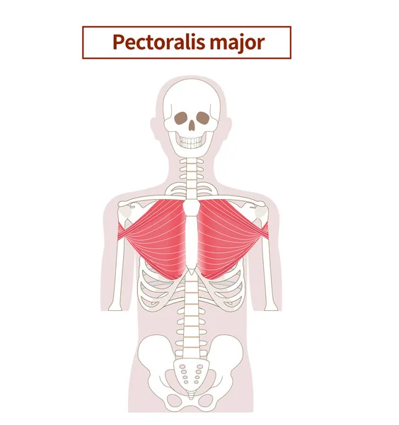 stock vector Illustration of the anatomy of the pectoralis major muscle 