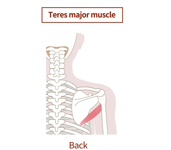 Ilustracja Anatomii Teres Głównych Mięśni — Wektor stockowy
