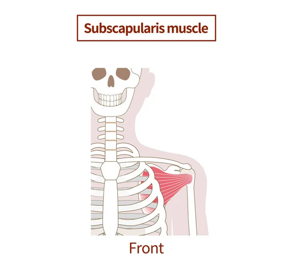 Ilustracja Anatomii Mięśnia Podłopatkowego Rotator Mankiet — Wektor stockowy