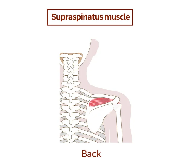 Illustration Anatomy Rotator Cuff Supraspinatus Muscle — Stock Vector
