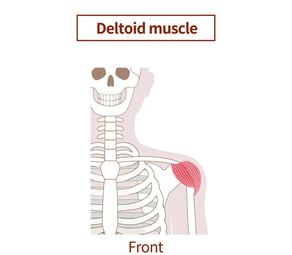 Ilustración Anatomía Del Músculo Deltoides Erector — Vector de stock