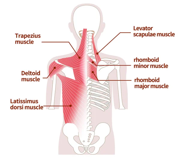 人間の体の後ろに大きな筋肉外側と内側の筋肉 — ストックベクタ