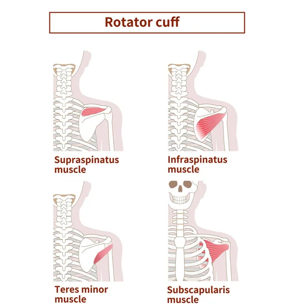 Illustration Anatomy Rotator Cuff — Stock Vector