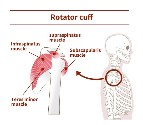 Illustration Anatomy Rotator Cuff Tthe Side — Stock Vector