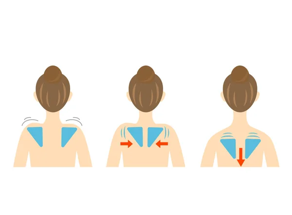 女性の背中と肩のブレード正方形の肩と傾斜肩 — ストックベクタ