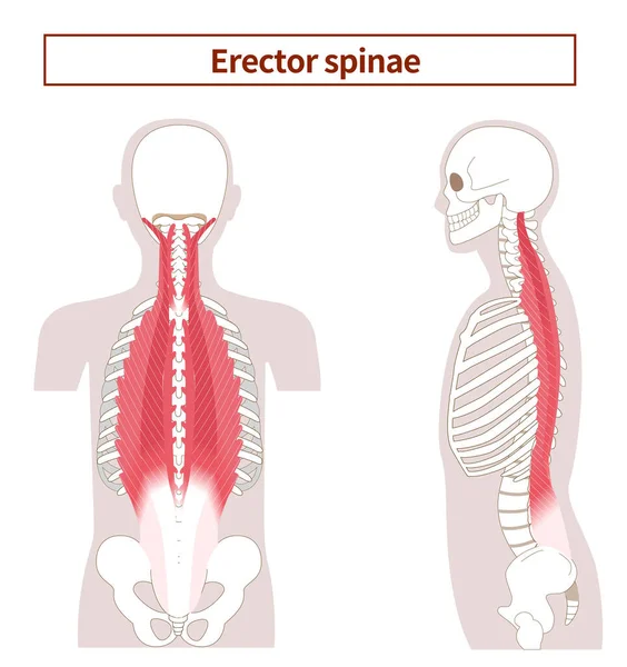 側面と背面からの勃起脊髄筋の解剖図 — ストックベクタ