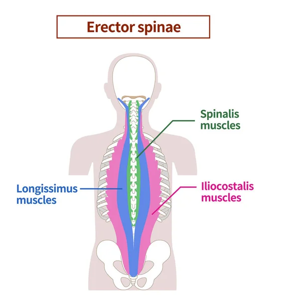 Ilustracja Anatomii Mięśni Kręgosłupa Wznoszącego — Wektor stockowy