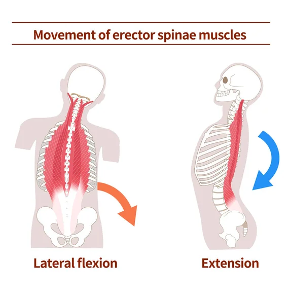 Movimiento Acción Los Músculos Erectores Espinosos — Vector de stock