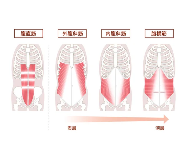 腹筋群筋図セットの解剖図 — ストックベクタ