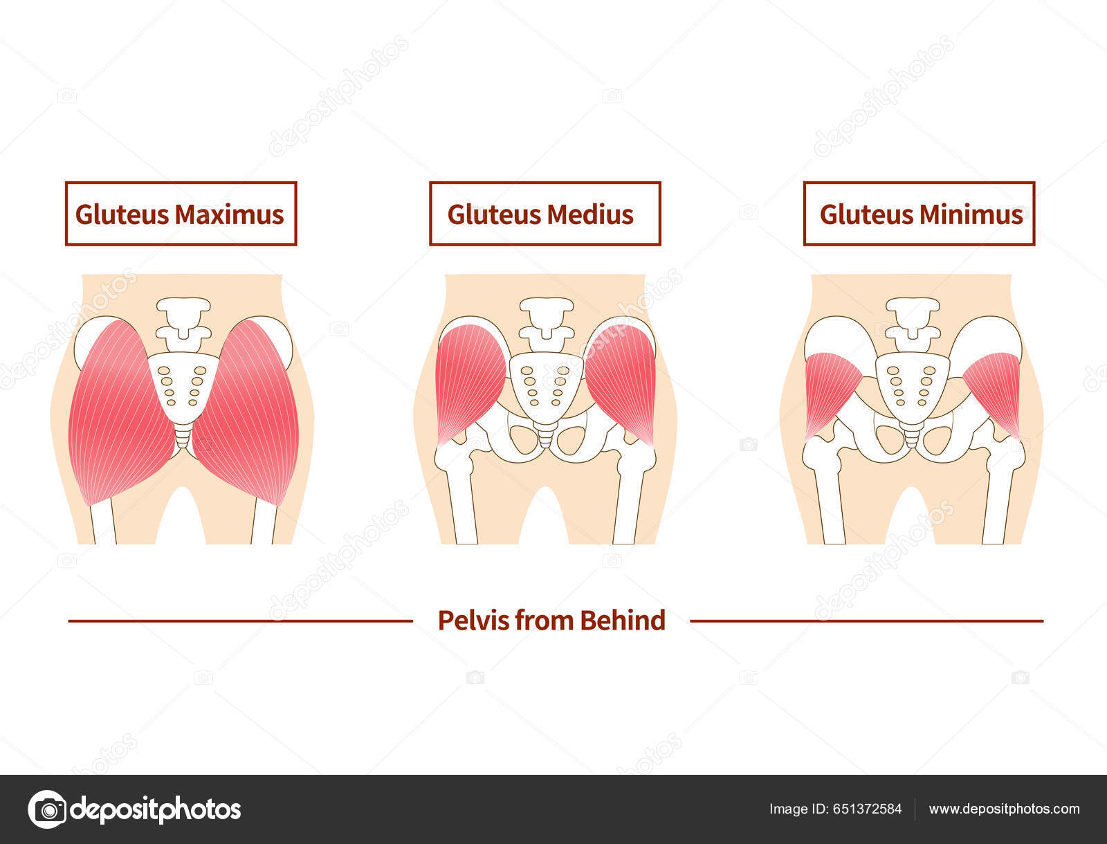 74 Glúteos-stockillustrasjoner | DepositPhotos, image size:1600x1220