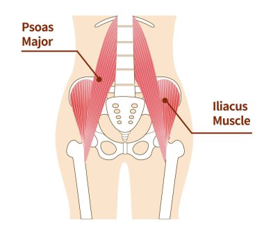 Illustration of psoas major and iliopsoas muscles of the abdomen clipart