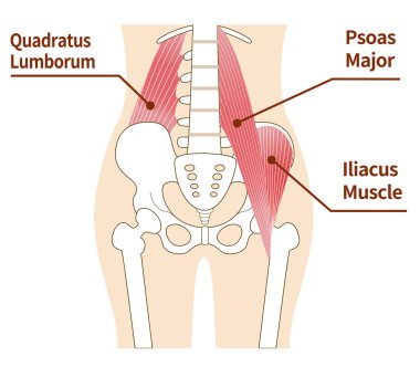 Psoas major ve Iliopsoas kaslarının görüntüsü.