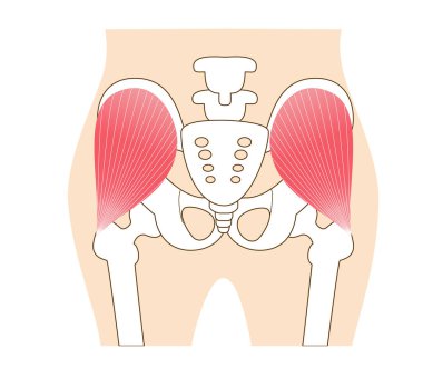 Kalçaların ana kalça kasları: orta kas.,