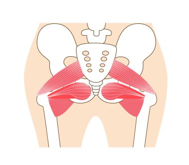 Inner muscle illustration of hip external rotation six muscles clipart