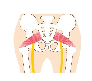 Piriforis ve siyatik sinir çizimi