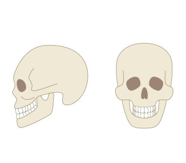Kafatası, gerçek bir insan vücudunun yan çizimleri.