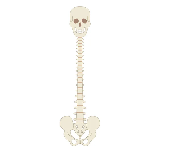 脊柱和颅骨的骨图解 — 图库矢量图片