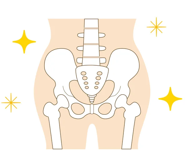 正しい位置と姿勢で骨盤 — ストックベクタ