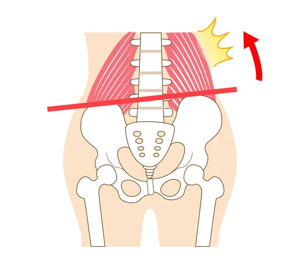 左右側の骨盤と四角形の腰椎 — ストックベクタ