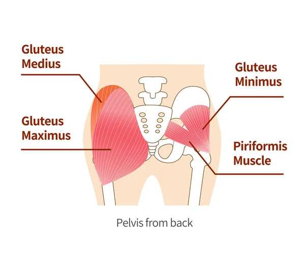 Músculos Glúteos Principales Las Nalgas Glúteo Medio Grande Glúteo Medio — Vector de stock