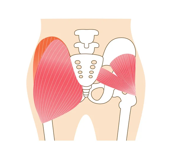 Kalçanın ana kalça kasları: geniş gluteus medius, gluteus medius kas, küçük gluteus kas