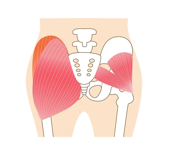 Główne Mięśnie Pośladków Duży Pośladek Medius Mięsień Pośladkowy Medius Mały — Wektor stockowy