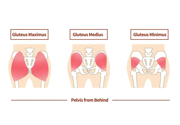 Major glute muscles with medius, maximus and minimus parts outline