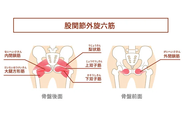 Ilustración Muscular Interna Rotación Externa Cadera Seis Músculos — Vector de stock