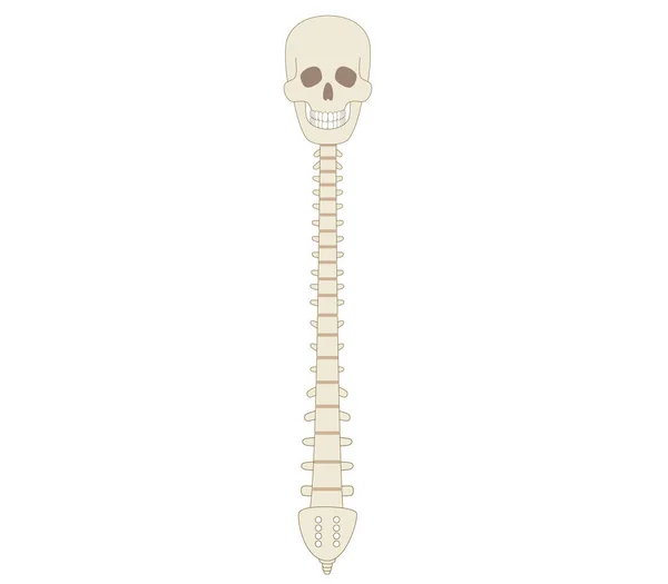 脊柱和颅骨的Sideways骨图解 — 图库矢量图片