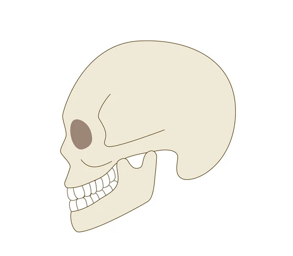 Skull Sideways Illustration Real Human Body — Stock Vector
