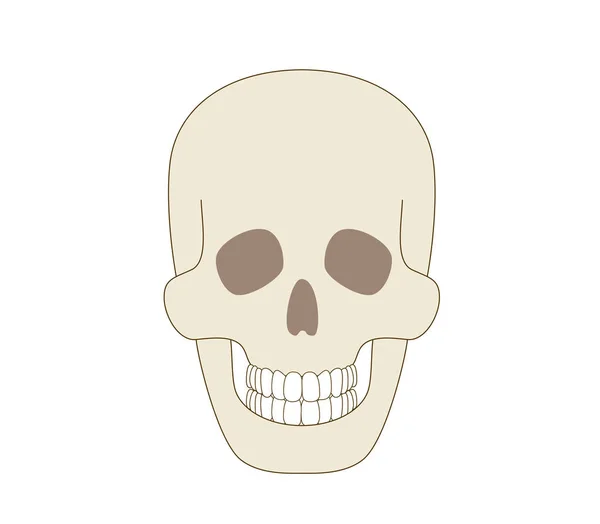 Crâne Illustration Latérale Vrai Corps Humain — Image vectorielle