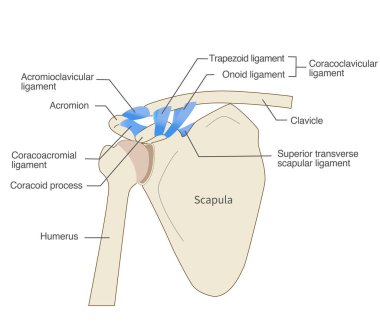 Anatomy of the scapular ligament and scapula clipart