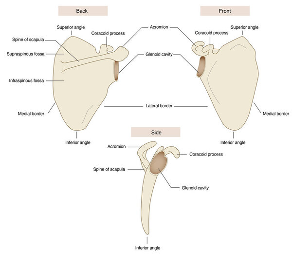 Анатомические названия лопатки спереди и сзади, вид сбоку