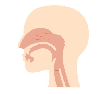 Illustration of nasal cavity and pharyngeal anatomy from lateral view clipart