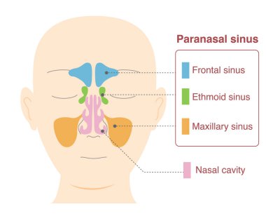 Illustration of head with frontal view of sinuses clipart