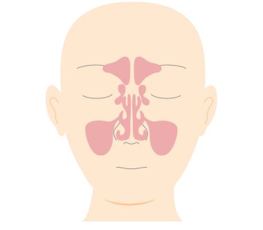 Illustration of head with frontal view of sinuses clipart