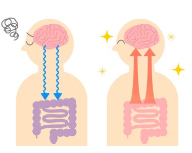 Stresin mide ağrılarına ve beyinle bağırsak arasındaki ilişkiye neden olduğunu. Bağırsak-beyin bağlantısının gösterimi