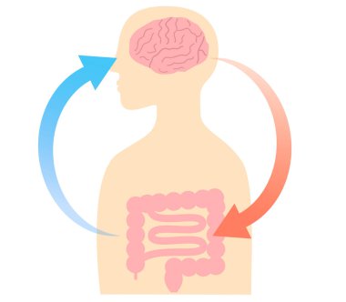 Stresin mide ağrılarına ve beyinle bağırsak arasındaki ilişkiye neden olduğunu. Bağırsak-beyin bağlantısının gösterimi