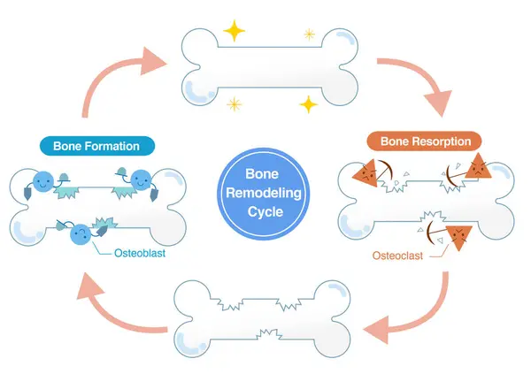 Kemik emilimi ve kemik oluşumu mekanizmaları osteoclastlar ve osteoblast 'lar tarafından. Kemik Yenileme Döngüsü