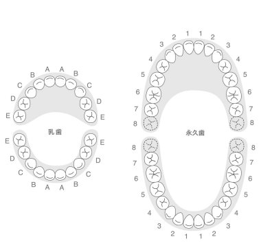 Black and white, A set explaining the dental arches of permanent and baby teeth, along with their respective names. clipart