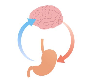 Stresin mide ağrısına nasıl yol açtığının kavramsal gösterimi: bağırsak-beyin ekseni ve fonksiyonel hazımsızlık