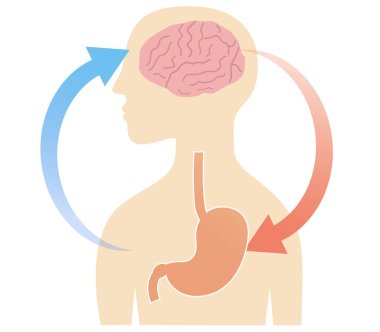 Stresin mide ağrısına nasıl yol açtığının kavramsal gösterimi: bağırsak-beyin ekseni ve fonksiyonel hazımsızlık