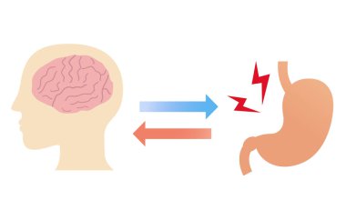 Stresin mide ağrısına nasıl yol açtığının kavramsal gösterimi: bağırsak-beyin ekseni ve fonksiyonel hazımsızlık