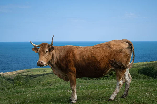Jedna Kráva Sama Pózuje Pro Kameru Horách — Stock fotografie
