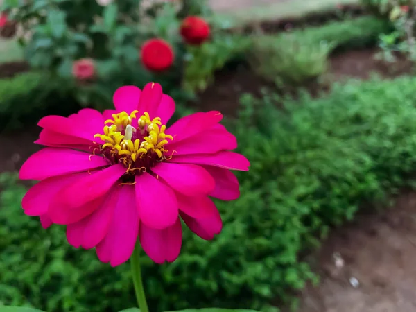 Наслаждайтесь Красотой Розовых Цветов Вашем Саду Этими Потрясающими Цветами Привнесут — стоковое фото
