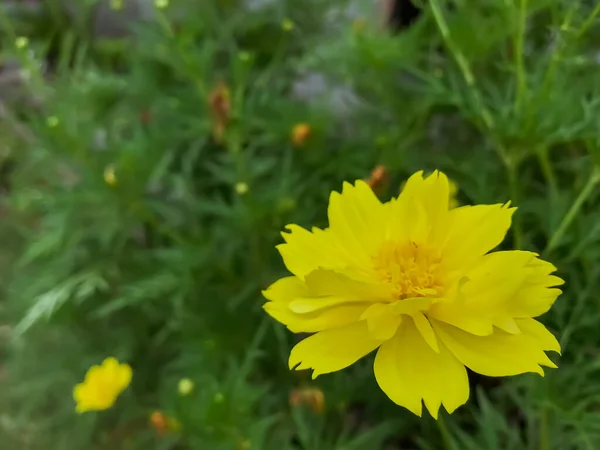 Цветущие Желтые Цветки Зрелище Приносящее Тепло Радость Любому Саду Пейзажу — стоковое фото