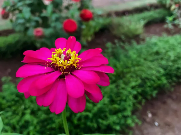 Bahçenizdeki Pembe Çiçeklerin Güzelliğinin Tadını Çıkarın Büyüleyici Çiçeklerle Açık Havaya — Stok fotoğraf